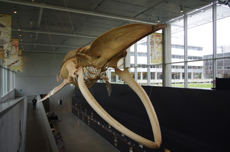 image of the blue whale skeleton at the beaty biodiversity museum