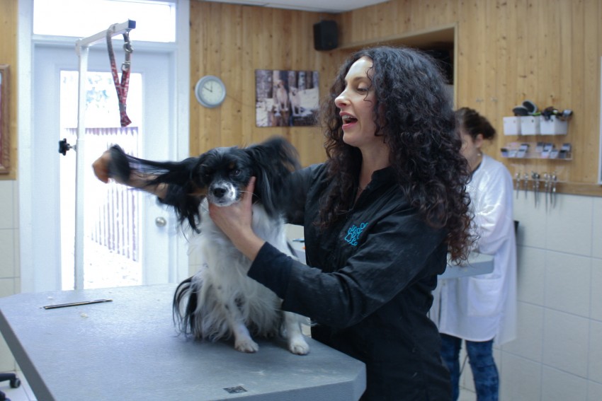 image of Lori Shacter grooming a dog 