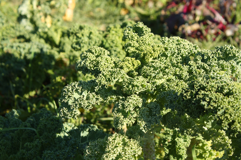 image of Kale Growing at Fresh City Farms
