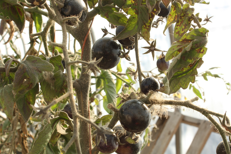 image of Black Tomatoes in the Fresh City Greenhouse