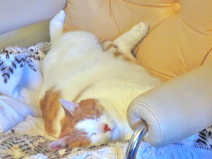 image of malinda prud'homme's cat Maverick