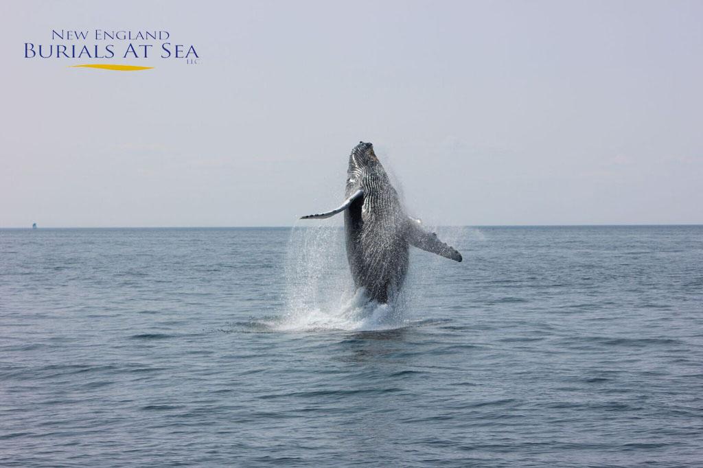 image of a whale breaching